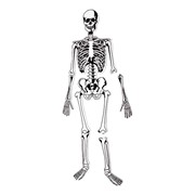 Skeleton Floor Puzzle